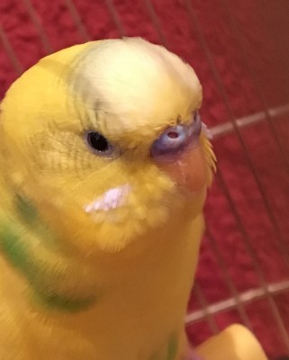 image.jpeg