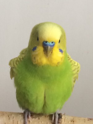 image.jpeg