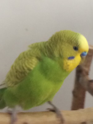 image.jpeg