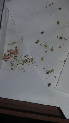 20160512_220936.jpg