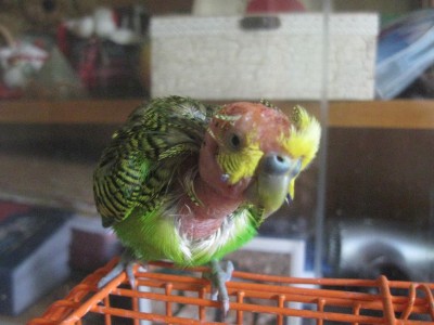 IMG_4996_thumb.jpg