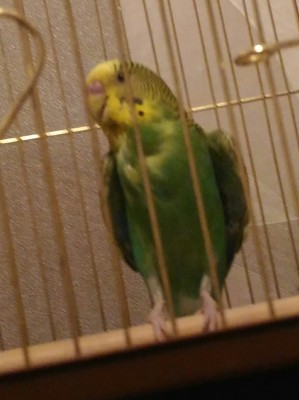 P_20161021_074517_1.jpg