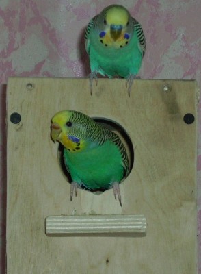 IMGP0226.JPG