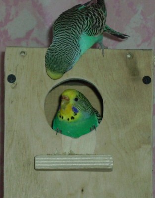 IMGP0227.JPG