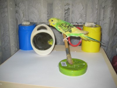 попугаи 001.jpg