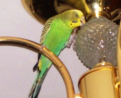 IMGP2422.JPG