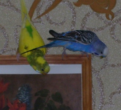 100_1504-1.jpg