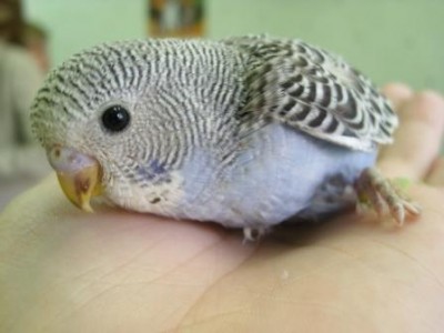 SL276189маленький.JPG