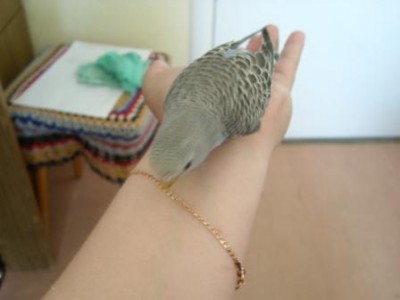 хулиганим.JPG