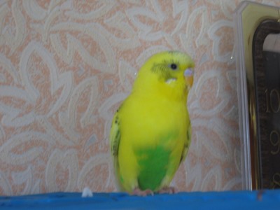 IMG_2050.jpg