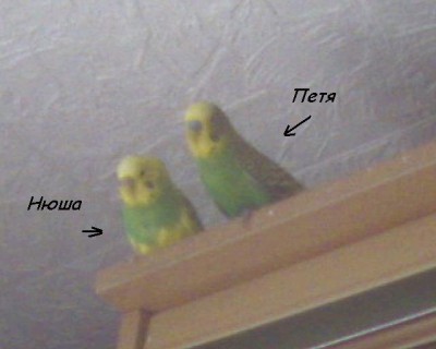 Петя и Нюша 7.jpg