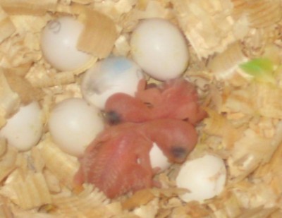 babies-01.jpg