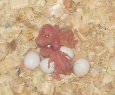 babies-03.jpg