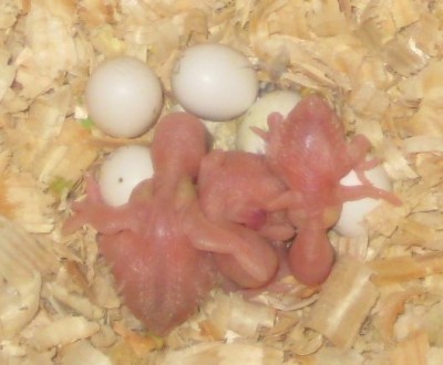 babies-04.jpg