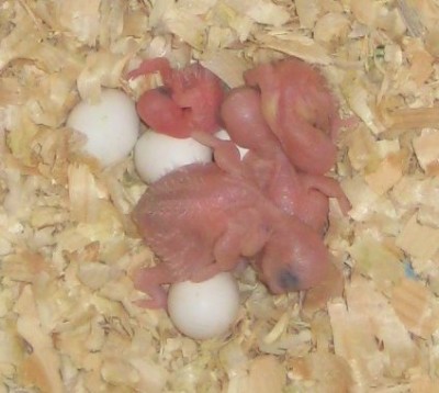 babies-05.jpg