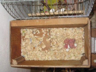 2009-08-05-гнездовье.jpg