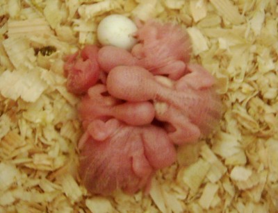 babies-07.jpg