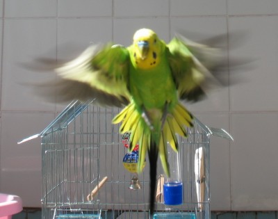 Взмах._новый размер.jpg