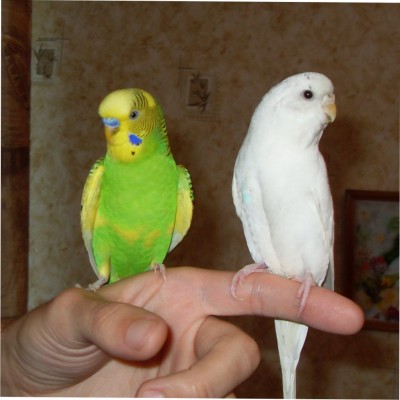птички.jpg