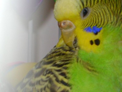 DSC03364ггг.JPG