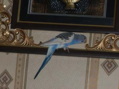 Клюха.JPG