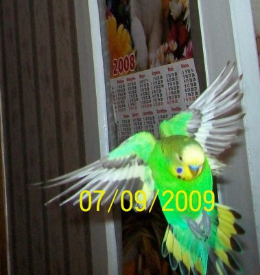 птиц9.jpg