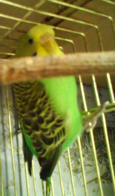 DSC00142.jpg