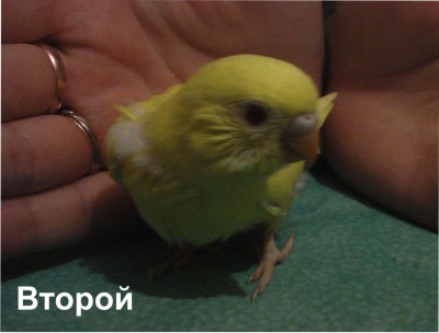 второй.jpg