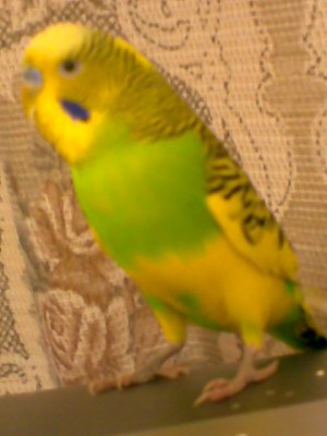 Image006.jpg