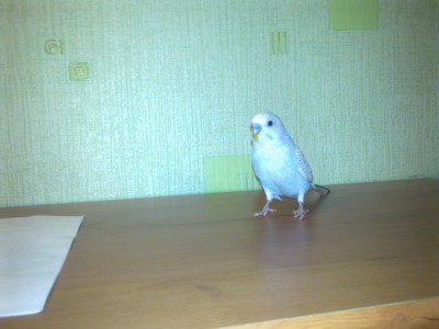B@h@ $ni@to1125.jpg