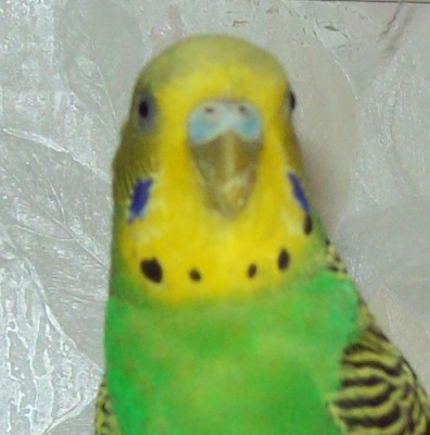 нюра1.jpg
