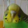 avatar_450[2].gif