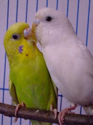 DSCF2374.JPG