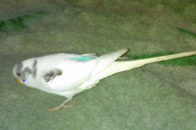 Ромаш1-001.jpg