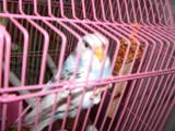 DSCF0030.JPG
