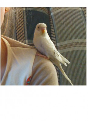 Глашик.JPG