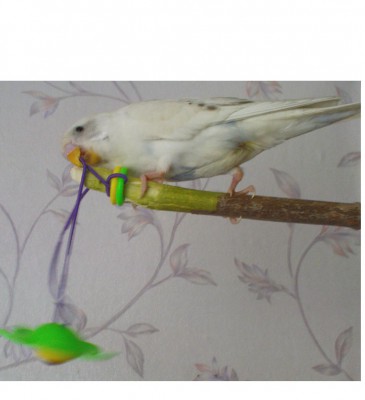 новая игрушка.JPG