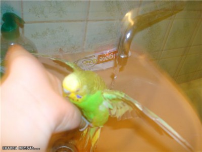 гоша3.jpg