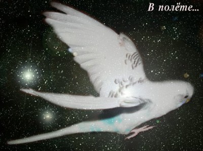 кешалиса 1.jpg