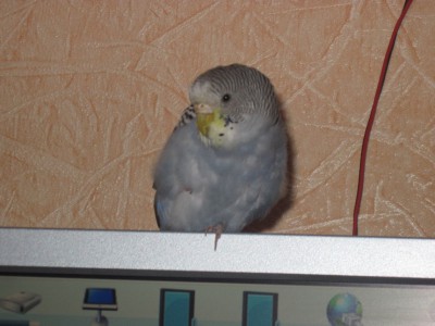 Нюшка 039.jpg