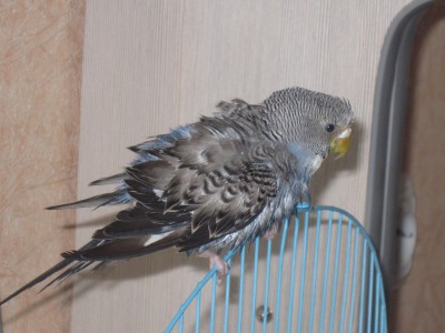 Нюшка 057.jpg