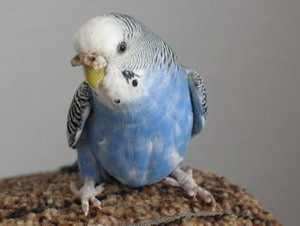 img 0271.jpg