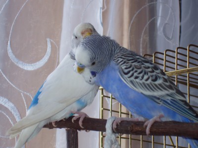 P6010003а.jpg