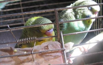 IMG_2653mal.JPG