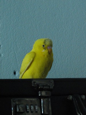 IMG_0009.JPG