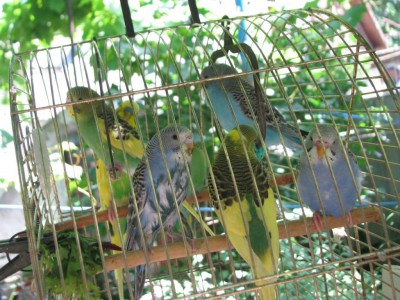 IMG_2743mal.JPG