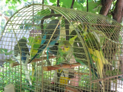 IMG_2741mal.JPG