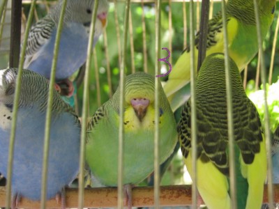 IMG_2776-Zelionyi2.JPG