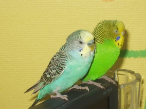 P1010022.JPG