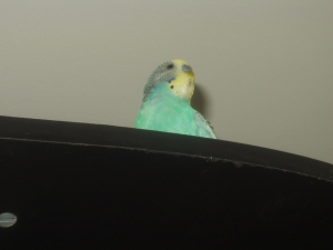 P1010016.JPG